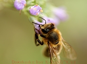 呼死您软件免费